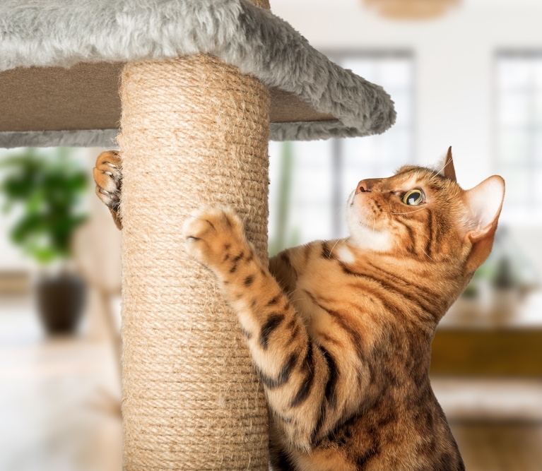 Chic and Functional: The Best Modern Cat Furniture for Stylish Pet Parents